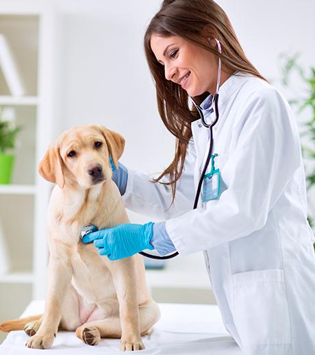 Atlética Loucateia - Medicina Veterinária USJT