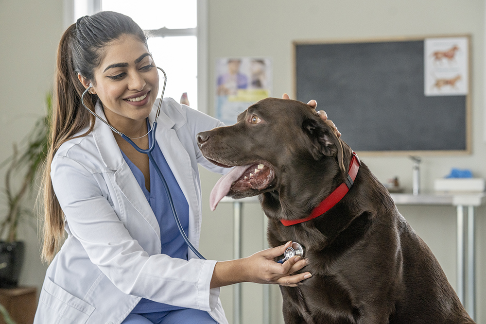 São Judas abre concurso para curso de medicina veterinária da pós-graduação